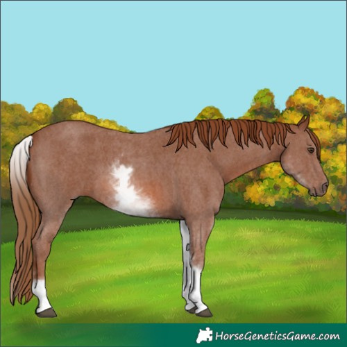 Horse Color:White Spotted Chestnut Sabino 