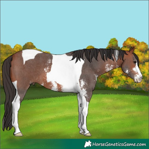 Horse Color:Bay Sabino Tobiano 