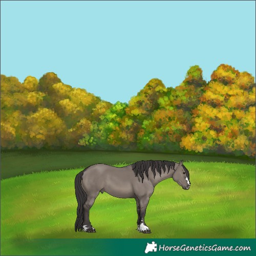 Horse Color:Smoky Grullo 