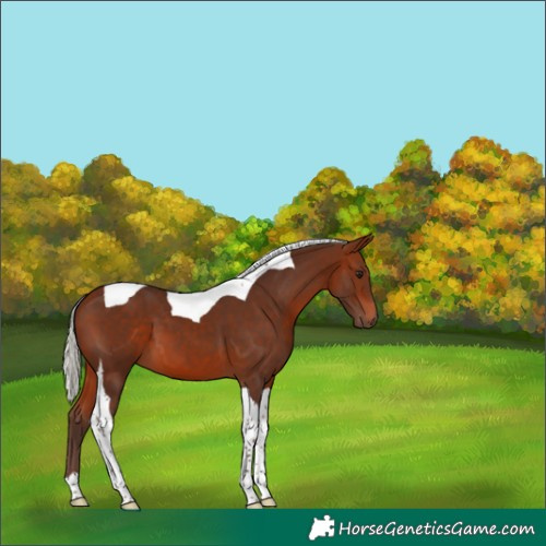 Horse Color:Silver Bay Tobiano 