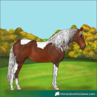 Horse Color:Silver Bay Tobiano