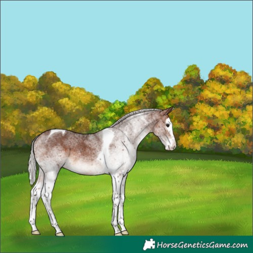 Horse Color:White Spotted Silver Brown Splash Tobiano 