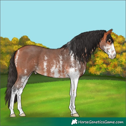 Horse Color:White Spotted Bay 