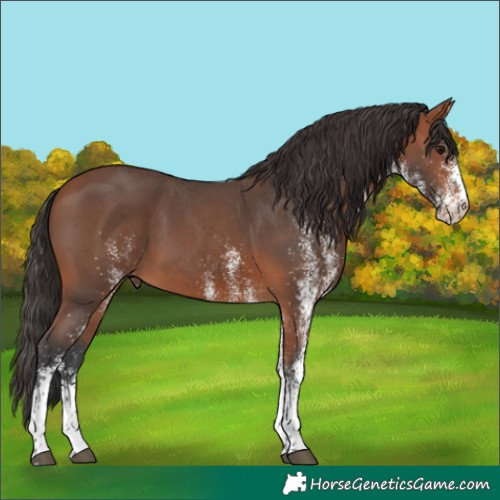 Horse Color:White Spotted Bay 