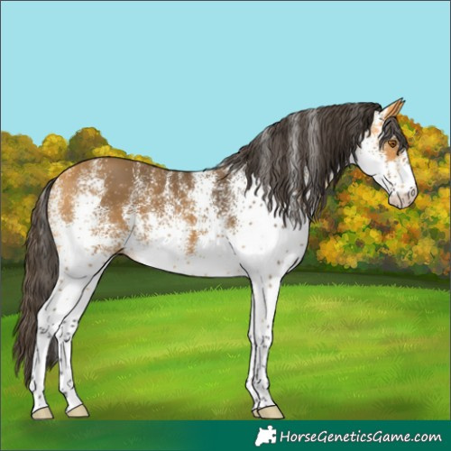 Horse Color:White Spotted Buckskin 