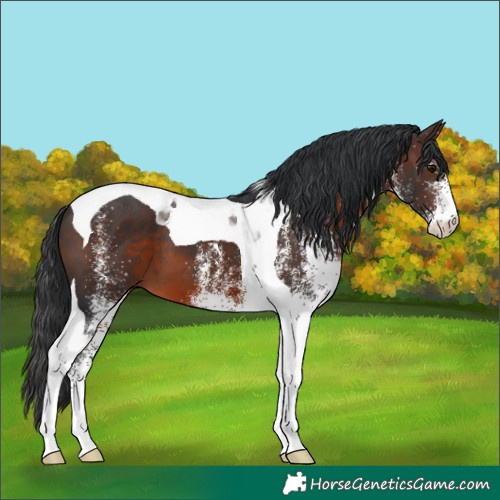 Horse Color:White Spotted Brown Tobiano