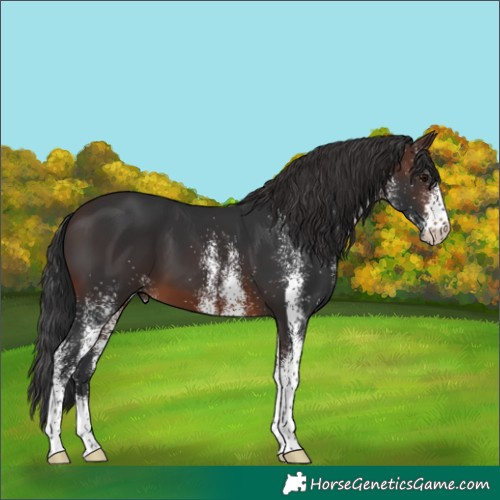 Horse Color:White Spotted Brown 