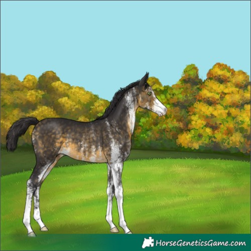 Horse Color:White Spotted Buckskin Rabicano 