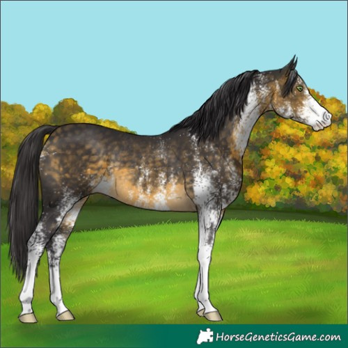 Horse Color:White Spotted Buckskin Rabicano 