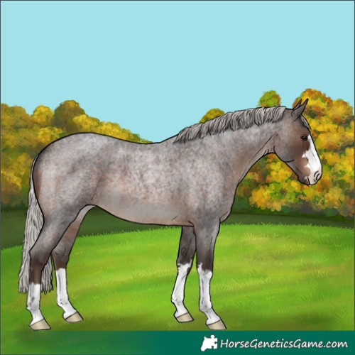 Horse Color:Silver Brown Roan 