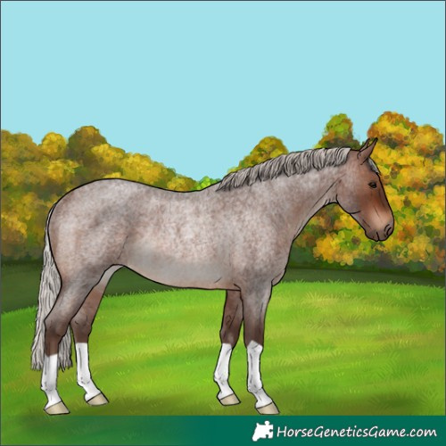 Horse Color:Silver Brown Roan Rabicano 