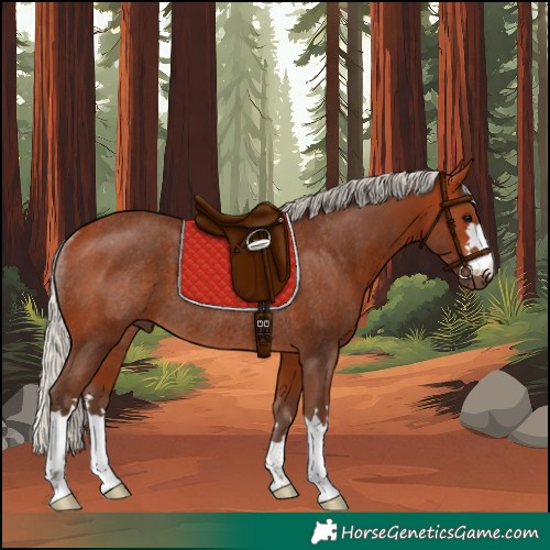 Horse Color:Silver Bay Rabicano 