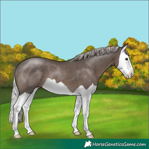 Horse Color:Silver Black Splash