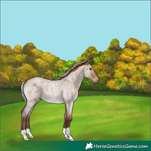 Horse Color:Silver Brown Roan Dun 