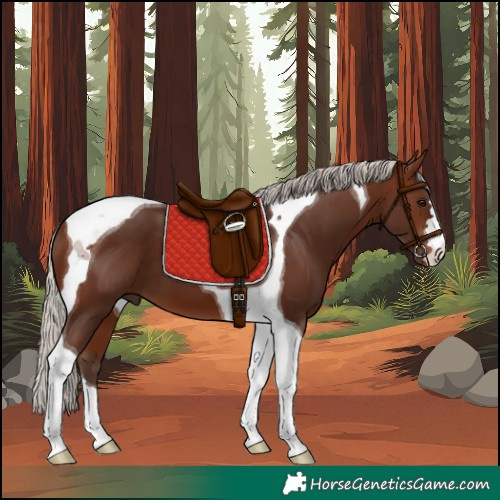 Horse Color:Silver Brown Tobiano 