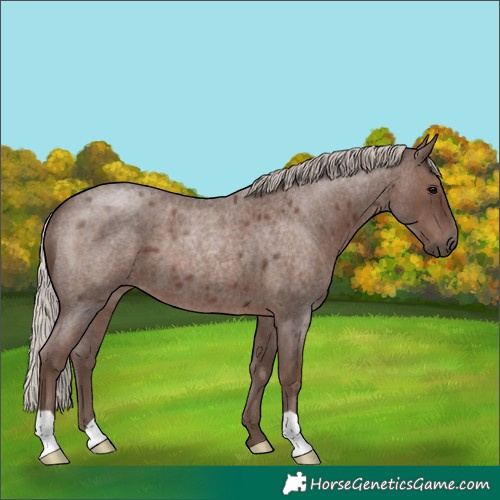 Horse Color:Silver Blue Roan 