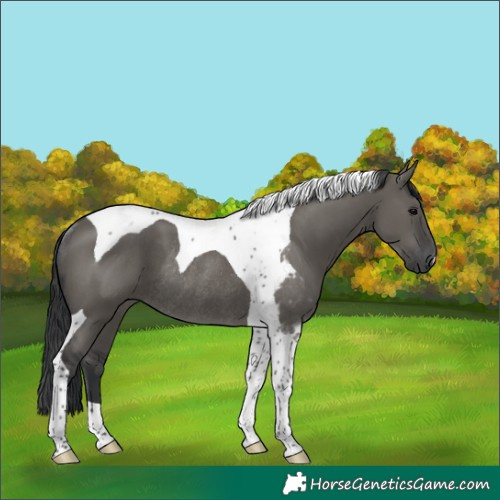 Horse Color:Grullo Tobiano Rabicano 