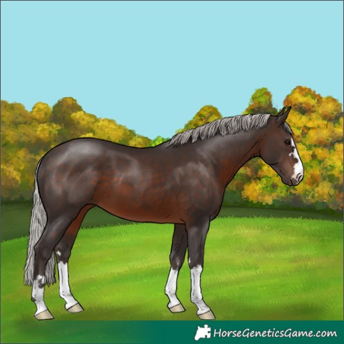 Horse Color:Silver Brown 