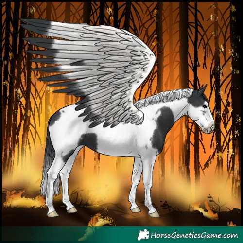 Horse Color:Black Tobiano Frame