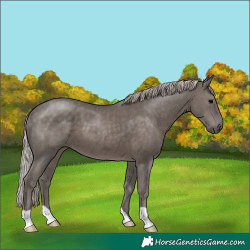 Horse Color:Silver Black 