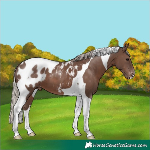 Horse Color:Silver Black Tobiano Appaloosa