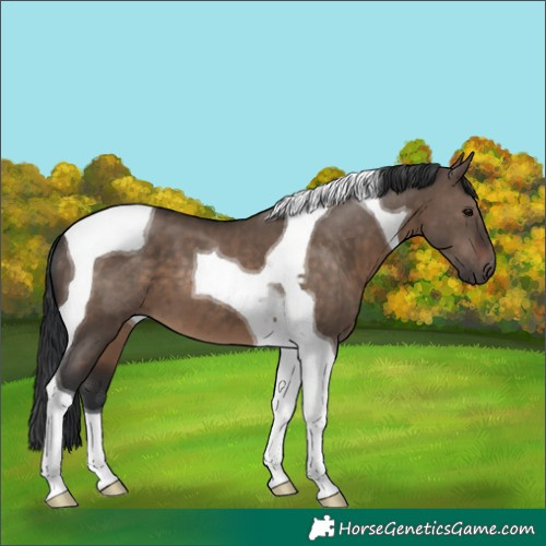 Horse Color:Brown Dun Tobiano 
