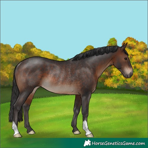 Horse Color:Brown Rabicano 