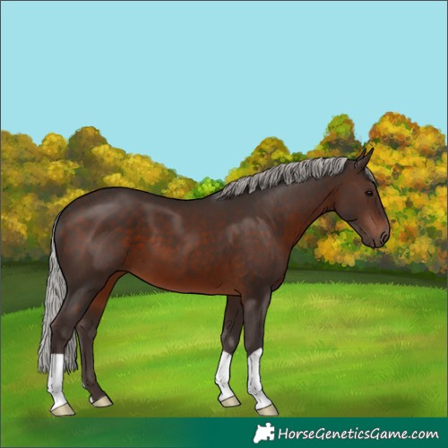 Horse Color:Silver Brown 