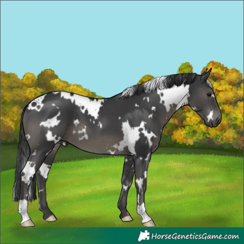 Horse Color:White Spotted Black 