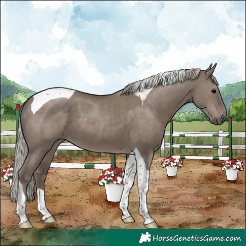 Horse Color:Silver Grullo Tobiano 