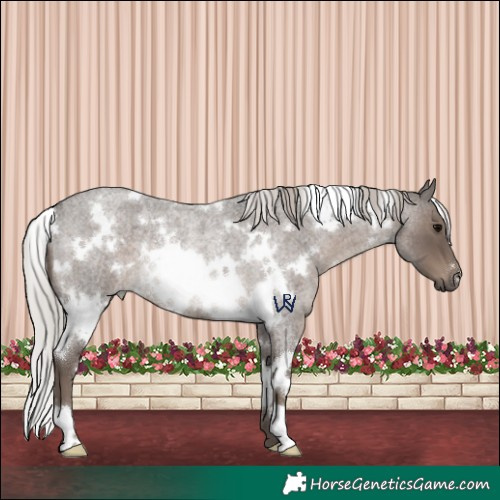 Horse Color:White Spotted Silver Blue Roan Rabicano 