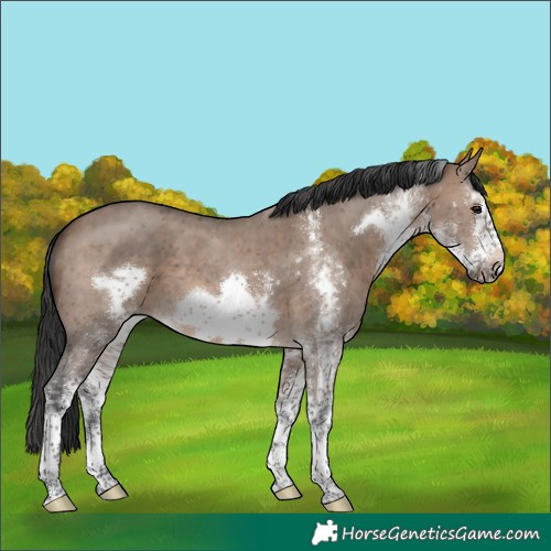 Horse Color:White Spotted Brown Dun Frame 