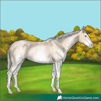 Horse Color:White Spotted Silver Buckskin Pearl Rabicano