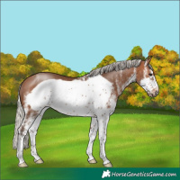 Horse Color:White Spotted Silver Brown Frame