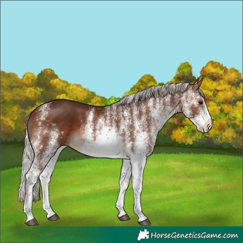Horse Color:White Spotted Silver Brown 