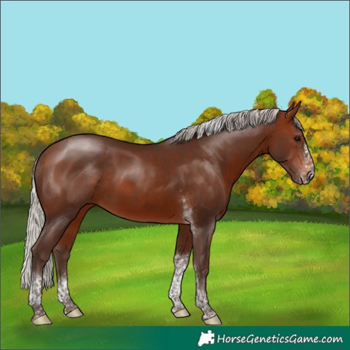 Horse Color:Silver Bay Tobiano Frame Rabicano