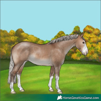 Horse Color:Silver Brown Dun 