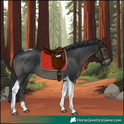 Horse Color:Black Tobiano 