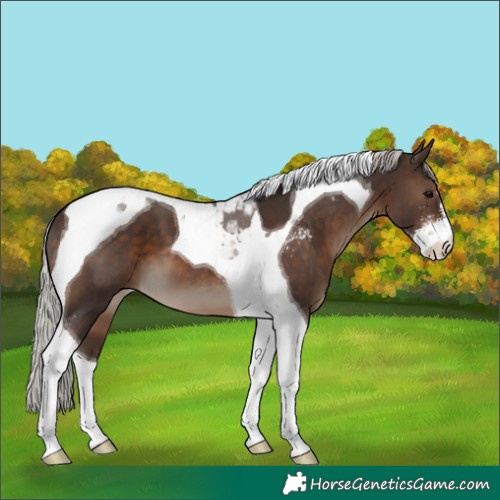 Horse Color:Silver Brown Sabino Tobiano