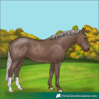 Horse Color:Silver Black