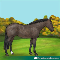 Horse Color:Brown Dun Brindle 