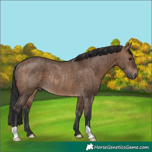 Horse Color:Brown Dun Rabicano Brindle 