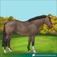 Horse Color:Bay Dun Brindle 