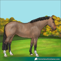 Horse Color:Bay Dun Brindle