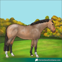 Horse Color:Bay Dun Brindle 