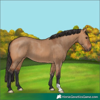Horse Color:Bay Dun Brindle