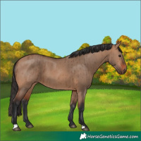 Horse Color:Bay Dun Brindle 