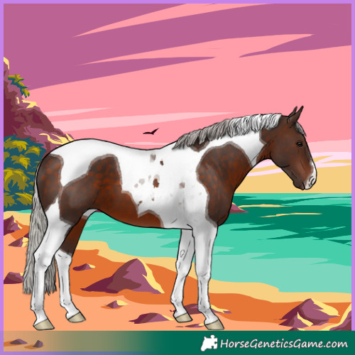 Horse Color:Silver Brown Tobiano 
