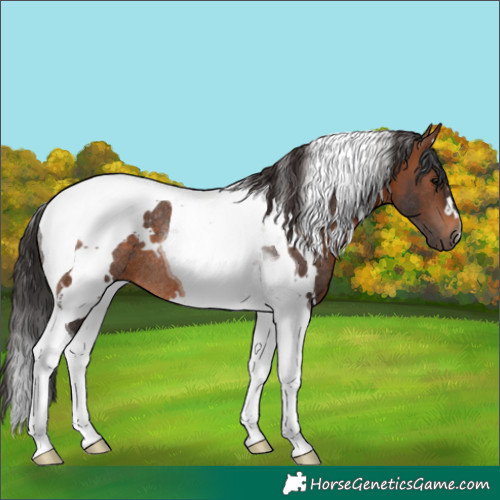 Horse Color:White Spotted Brown Tobiano Rabicano 