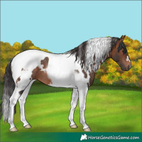 Horse Color:White Spotted Brown Tobiano Rabicano